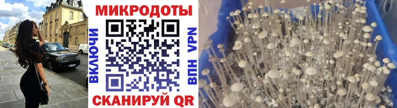Псилоцибиновые грибы Psilocybe  Купить  Аша 
